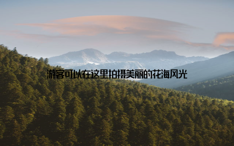 游客可以在这里拍摄美丽的花海风光